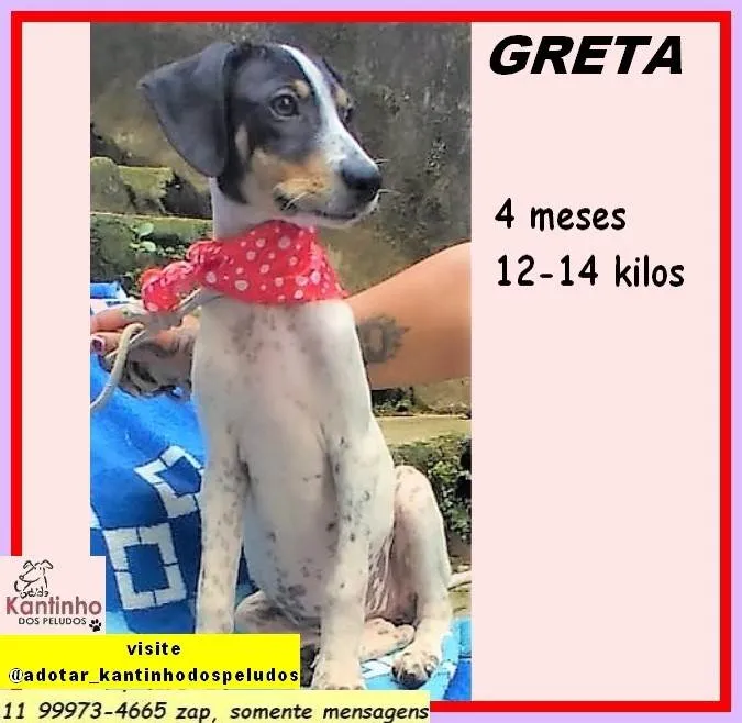Cachorro ra a SRD-ViraLata idade 2 a 6 meses nome Greta