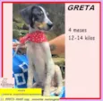 Greta