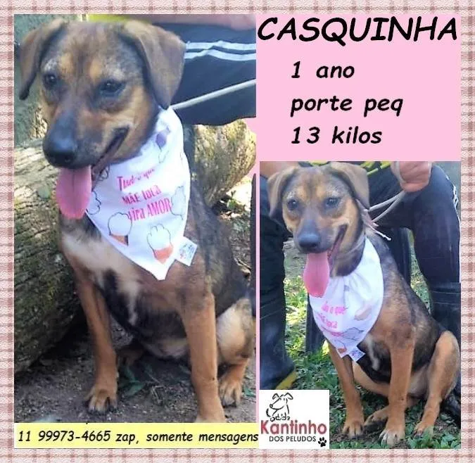 Cachorro ra a SRD-ViraLata idade 1 ano nome Casquinha