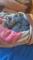 Babi