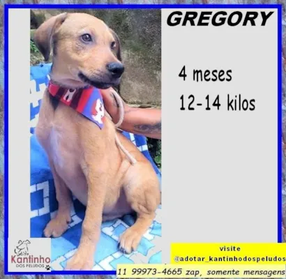 Cachorro raça SRD-ViraLata idade 2 a 6 meses nome Gregory