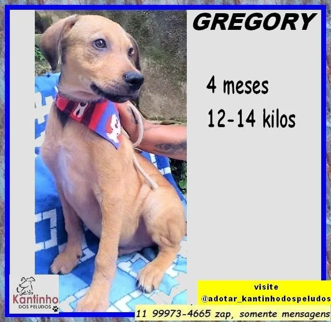 Cachorro ra a SRD-ViraLata idade 2 a 6 meses nome Gregory