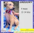 Gregory