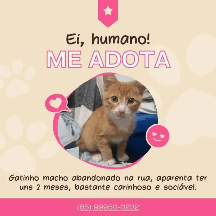 Gato ra a SRD-ViraLata idade 2 a 6 meses nome Sem nome
