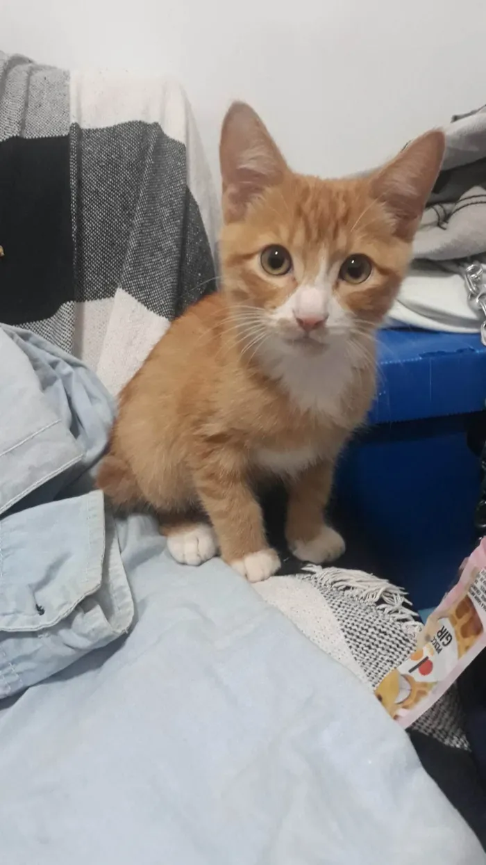 Gato ra a SRD-ViraLata idade 2 a 6 meses nome Sem nome