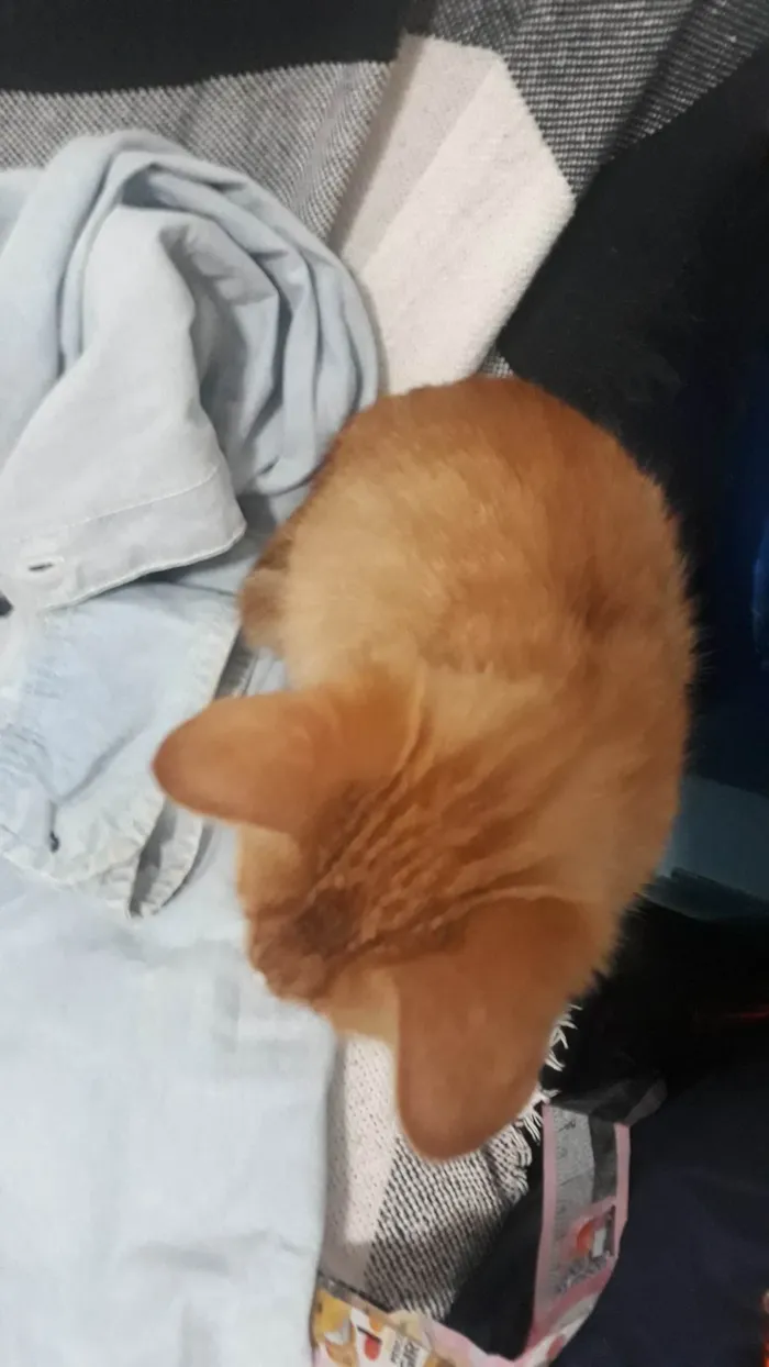 Gato ra a SRD-ViraLata idade 2 a 6 meses nome Sem nome