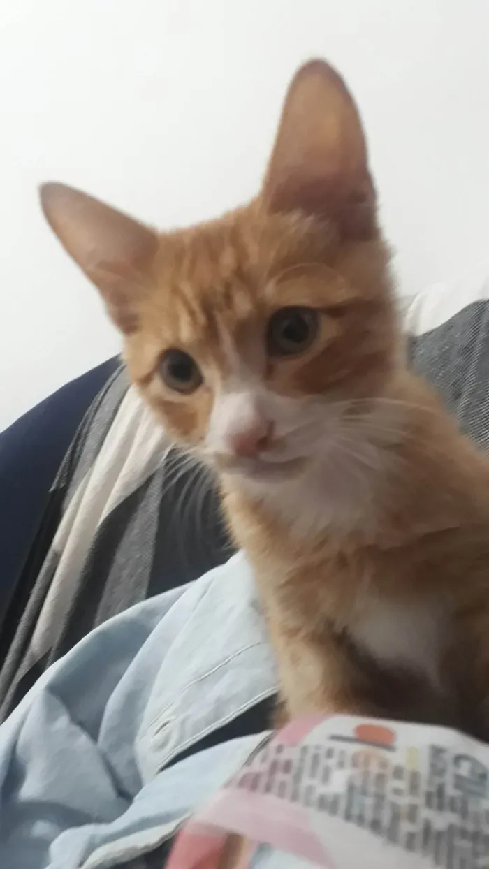 Gato ra a SRD-ViraLata idade 2 a 6 meses nome Sem nome