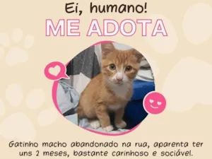 Gato raça SRD-ViraLata idade 2 a 6 meses nome Sem nome