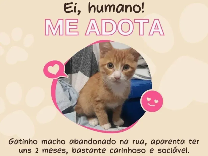Gato ra a SRD-ViraLata idade 2 a 6 meses nome Sem nome