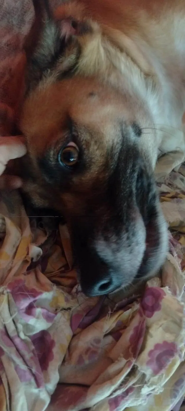 Cachorro ra a SRD-ViraLata idade 3 anos nome Ravena 
