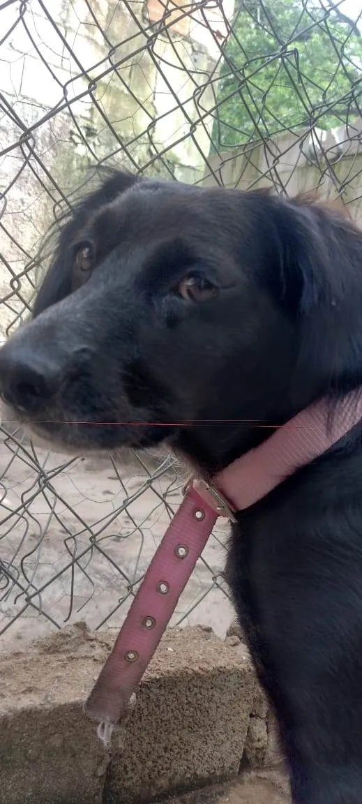 Cachorro ra a SRD-ViraLata idade 3 anos nome Jade 