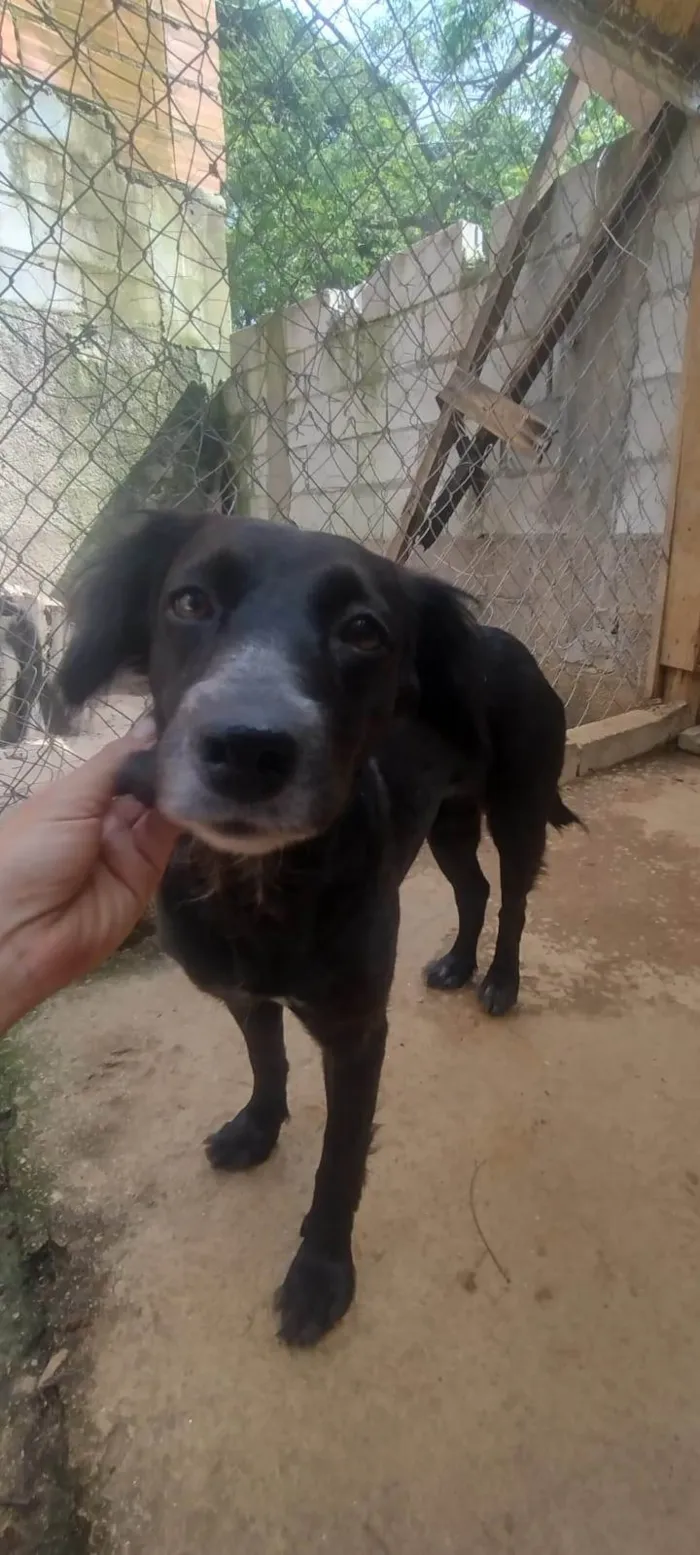 Cachorro ra a SRD-ViraLata idade 3 anos nome Jade 