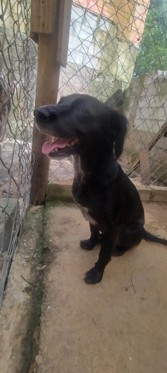 Cachorro ra a SRD-ViraLata idade 3 anos nome Jade 