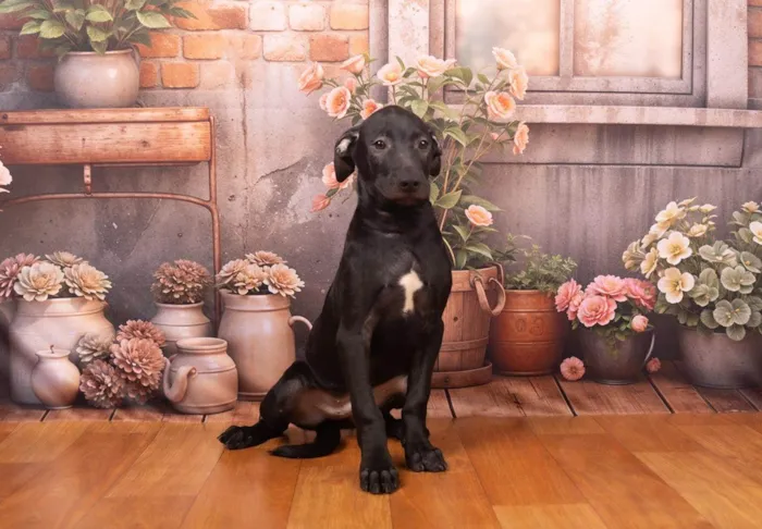 Cachorro ra a SRD-ViraLata idade 2 a 6 meses nome Bento 