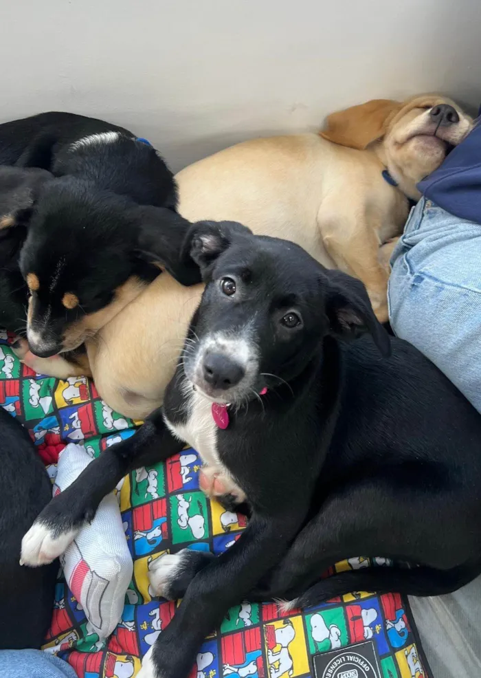 Cachorro ra a SRD-ViraLata idade 2 a 6 meses nome Filhotes 