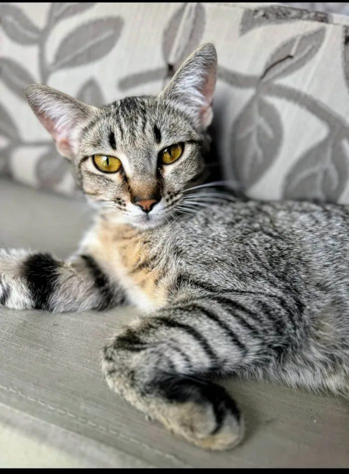 Gato ra a SRD-ViraLata idade 1 ano nome Sophie 