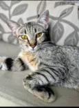 Sophie