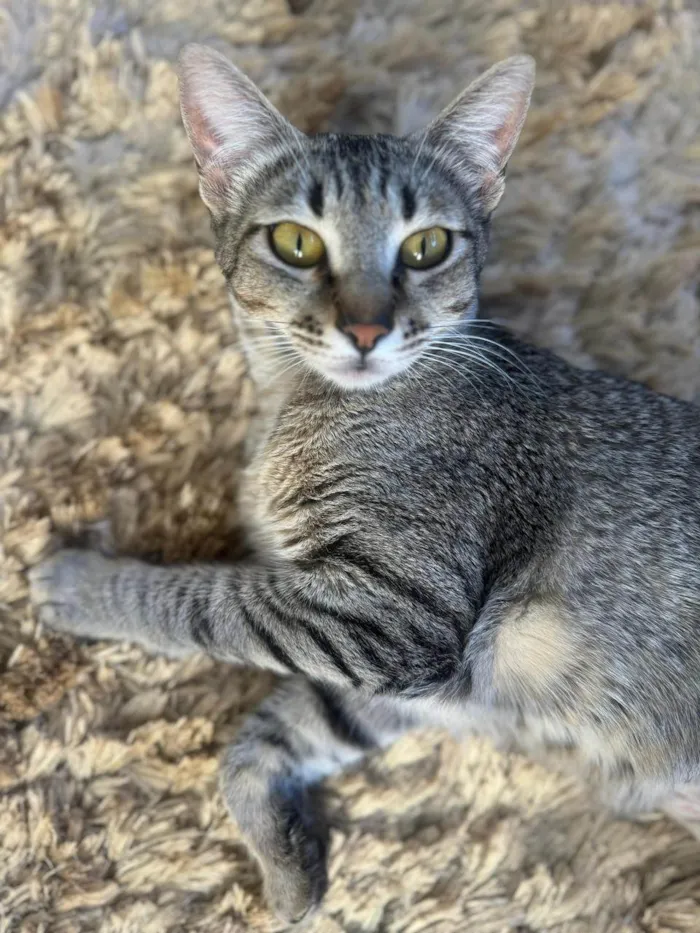 Gato ra a SRD-ViraLata idade 1 ano nome Sophie 