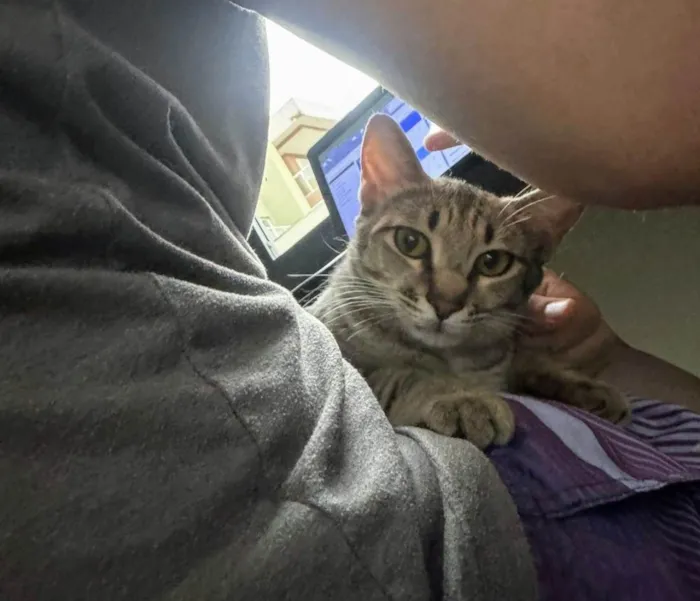 Gato ra a SRD-ViraLata idade 1 ano nome Sophie 