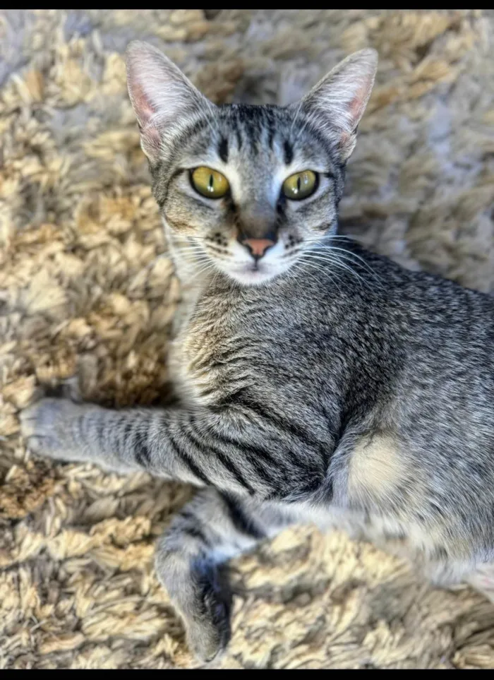 Gato ra a SRD-ViraLata idade 1 ano nome Sophie 