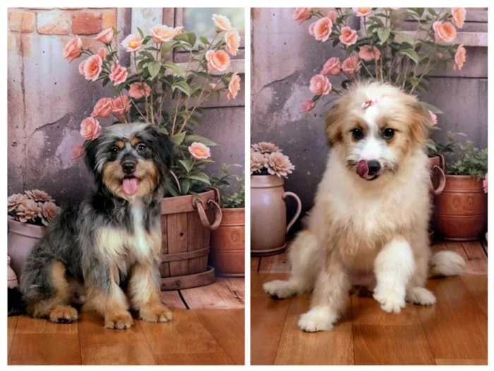Cachorro ra a SRD-ViraLata idade 1 ano nome Xuxa&Sasha
