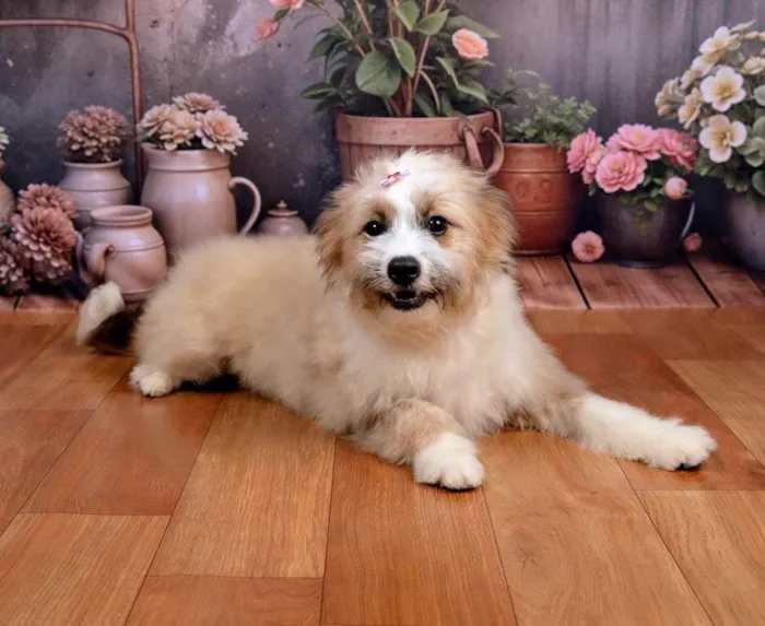 Cachorro ra a SRD-ViraLata idade 1 ano nome Xuxa&Sasha