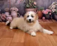 Xuxa&Sasha