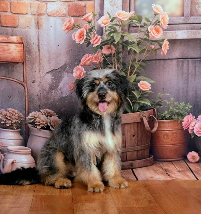 Cachorro ra a SRD-ViraLata idade 1 ano nome Xuxa&Sasha