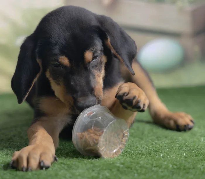 Cachorro ra a SRD-ViraLata idade 2 a 6 meses nome Tom