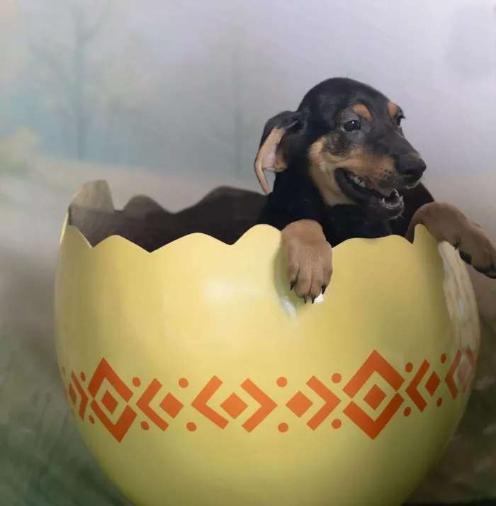 Cachorro ra a SRD-ViraLata idade 2 a 6 meses nome Tom