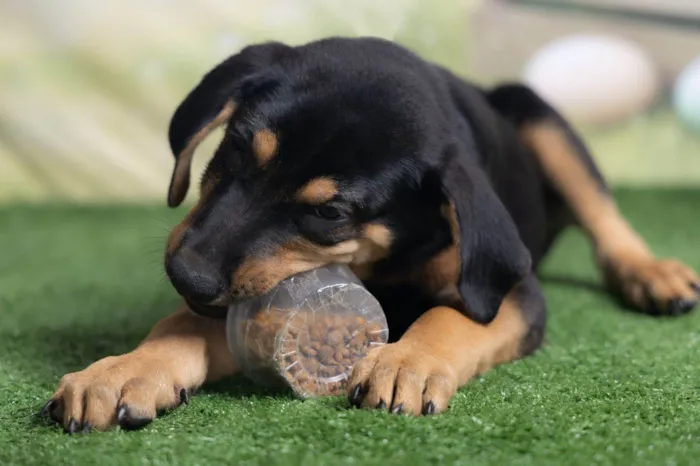 Cachorro ra a SRD-ViraLata idade 2 a 6 meses nome Tom