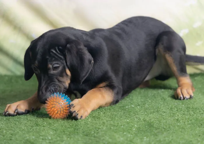 Cachorro ra a SRD-ViraLata idade 2 a 6 meses nome Jerry 