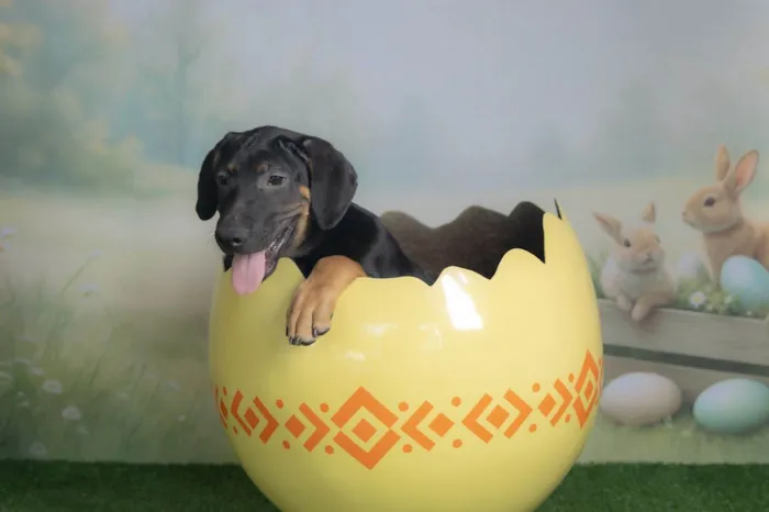 Cachorro ra a SRD-ViraLata idade 2 a 6 meses nome Jerry 