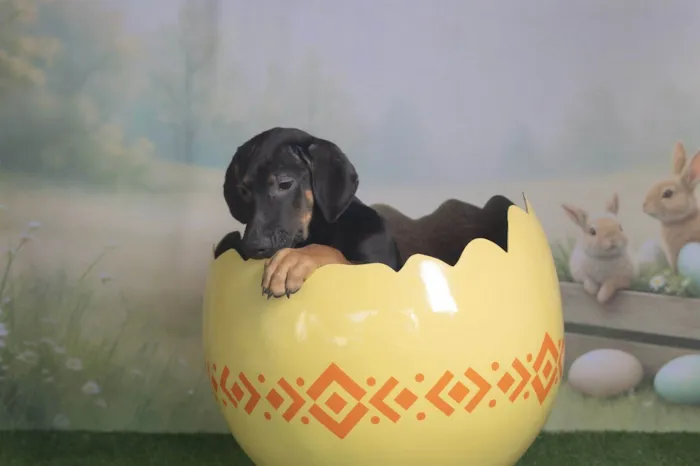 Cachorro ra a SRD-ViraLata idade 2 a 6 meses nome Jerry 