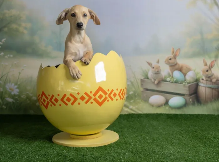 Cachorro ra a SRD-ViraLata idade 2 a 6 meses nome Ralf