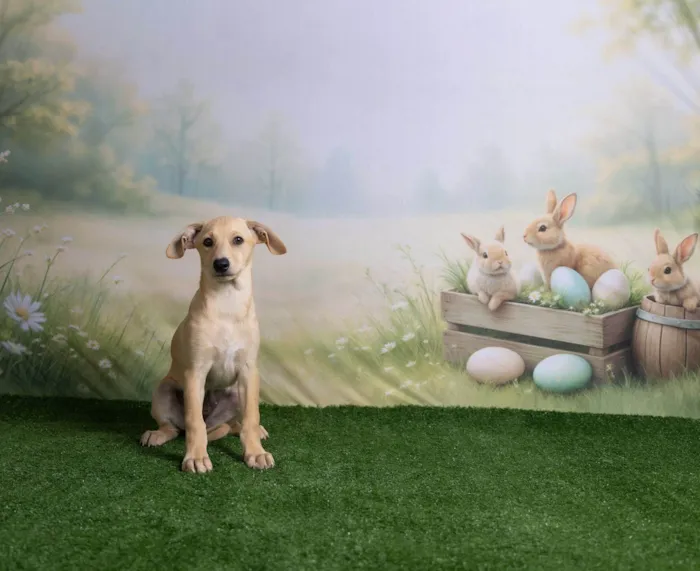 Cachorro ra a SRD-ViraLata idade 2 a 6 meses nome Ralf