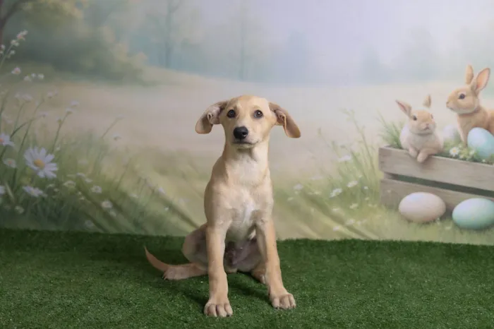 Cachorro ra a SRD-ViraLata idade 2 a 6 meses nome Ralf