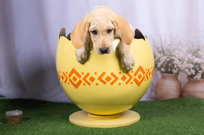 Cachorro ra a SRD-ViraLata idade 2 a 6 meses nome Lucca 
