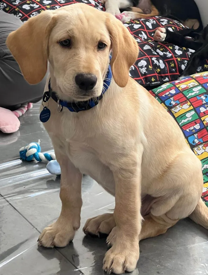 Cachorro ra a SRD-ViraLata idade 2 a 6 meses nome Lucca 