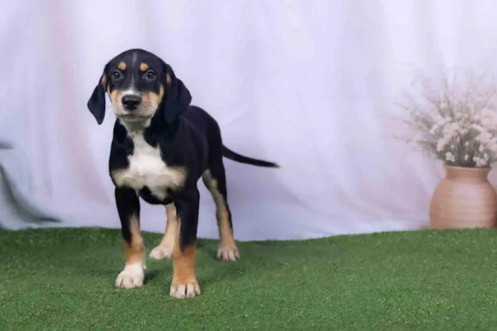 Cachorro ra a SRD-ViraLata idade 2 a 6 meses nome Léo 