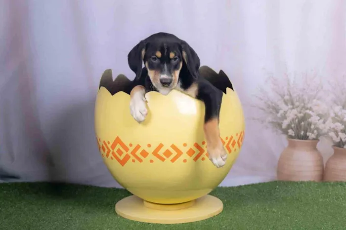 Cachorro ra a SRD-ViraLata idade 2 a 6 meses nome Léo 