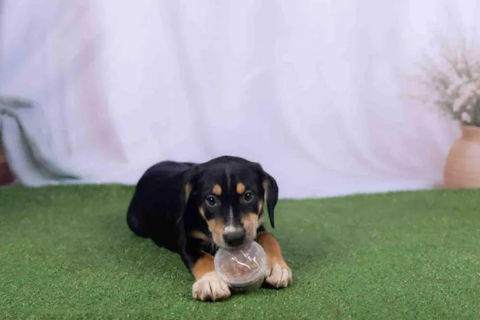 Cachorro ra a SRD-ViraLata idade 2 a 6 meses nome Léo 