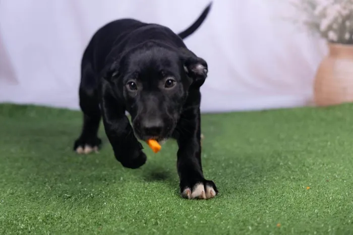 Cachorro ra a SRD-ViraLata idade 2 a 6 meses nome Luck 