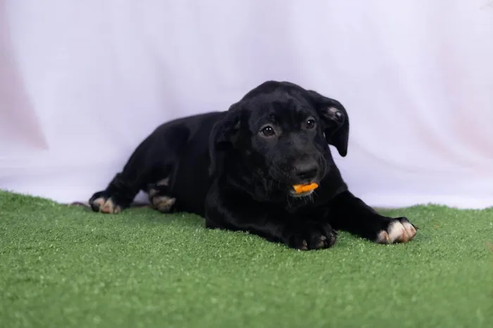 Cachorro ra a SRD-ViraLata idade 2 a 6 meses nome Luck 