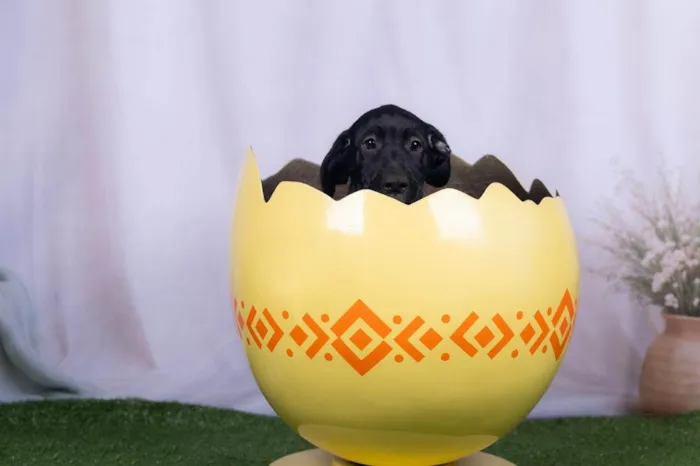 Cachorro ra a SRD-ViraLata idade 2 a 6 meses nome Luck 