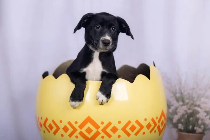 Cachorro ra a SRD-ViraLata idade 2 a 6 meses nome Lana