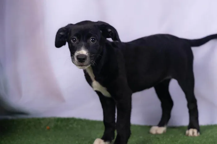 Cachorro ra a SRD-ViraLata idade 2 a 6 meses nome Lana