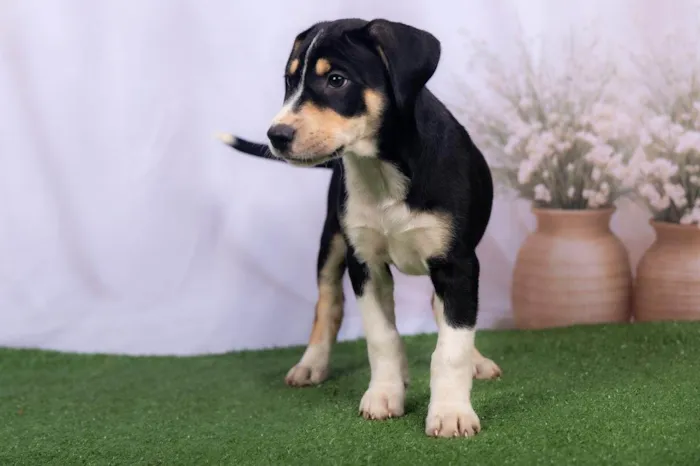 Cachorro ra a SRD-ViraLata idade 2 a 6 meses nome Lenne 