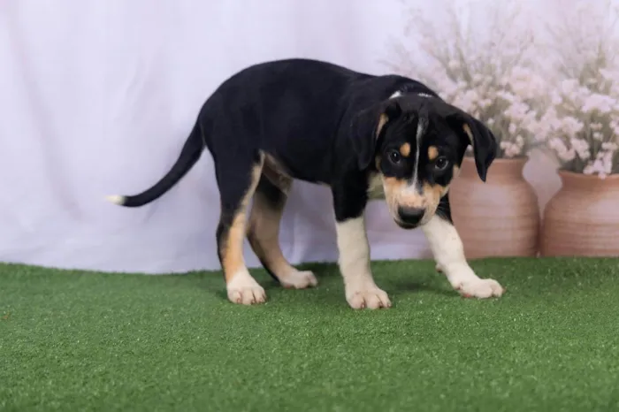 Cachorro ra a SRD-ViraLata idade 2 a 6 meses nome Lenne 