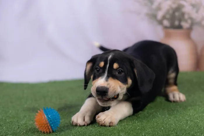 Cachorro ra a SRD-ViraLata idade 2 a 6 meses nome Lenne 